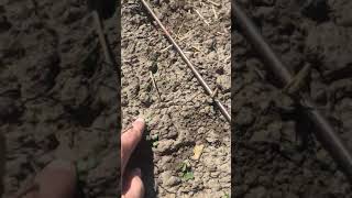 Seeding depth trial and TKW