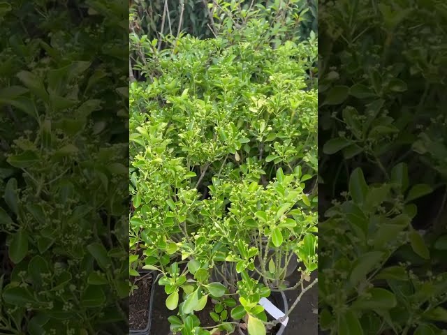 Бересклет белый