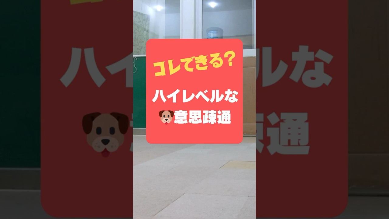 愛犬との意思疎通をアップデートしよう⤴︎⤴︎ #犬のいる生活  #shorts