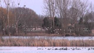 preview picture of video 'Nicholson Wildlife Refuge - Snow & Ross's Geese - Racine Co. - 13 March 2012'