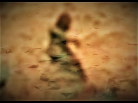 Martians alive 2022 / Mars Anomalies Research: Can CITY MARTIAN Mars anomaly photos cancel SpaceX?
