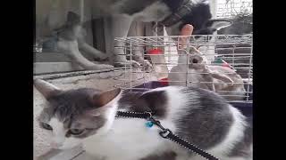 Eva, zeytin  ve tavşik.(Song:Childhood Dreams by Anathema)