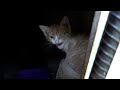 New Kittens Hisses At Me