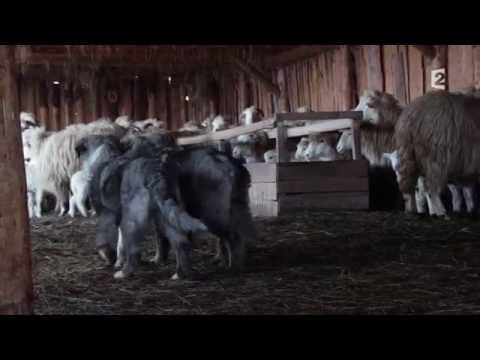 Vivre Avec Les Loups FR 720p HD