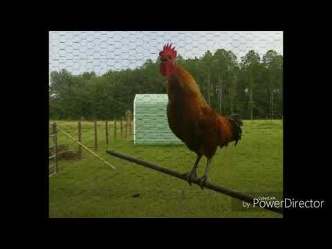 Rooster crowing compilation