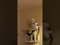 Cat Skippity Paps