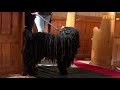 Falklands Parish Host A Special Pet Service At The Christ Church Cathedral