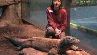 Komodo Dragon-Smaug