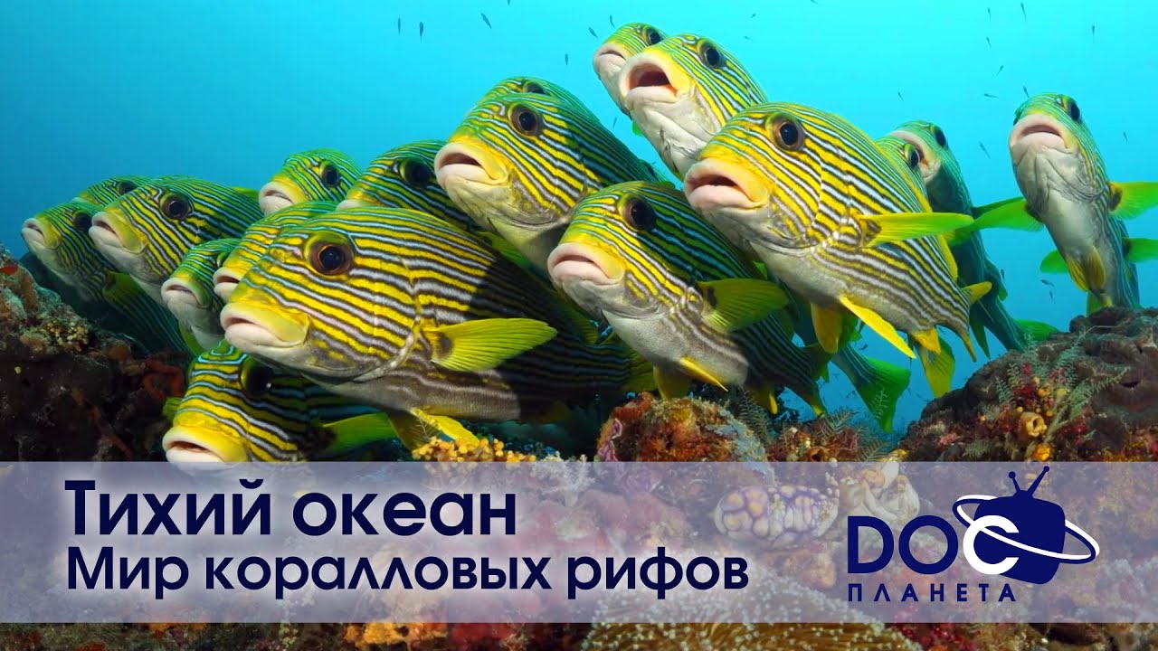 Тихий океан  - Часть 1.Мир коралловых рифов - Документальный фильм