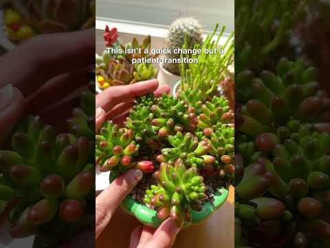 Pink Jelly Bean in full sun # #succulentobsessed#succulents