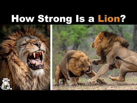 Why Are Lions So Strong?