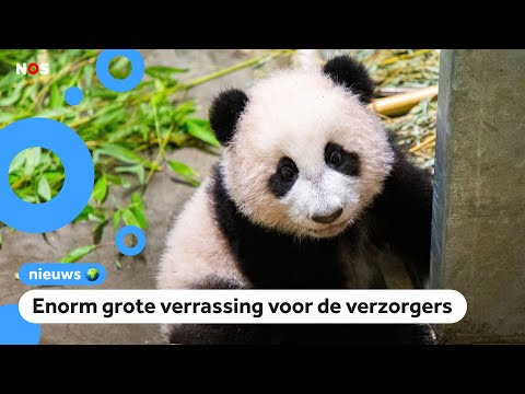 Panda die in Nederland geboren is blijkt ineens meisje te zijn 🐼