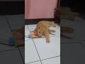 Cute Tuxedo And Orange Cat Shorts Shortvideo Cat Tuxedocat Orangecat Kucinglucu Cutecat Cats