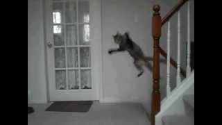 The Flying Ninja Cat