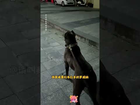 我將定個半夜的鬧鈴，嚴肅等待大狗寶寶們#娛樂評論大賞