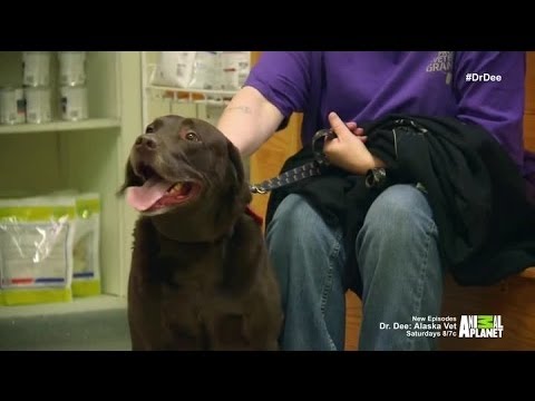 Dr Dee Alaska Vet | S2 E3 | Against All Odds