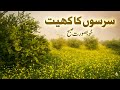 Gaon Mein Sarson Ke Khet Aur Iske Fayde Rural Life In Pakistan Desert Me Bhag Aur Sarson