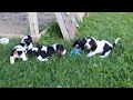 Basset Hound dogs for sale: Bailey - Video 1