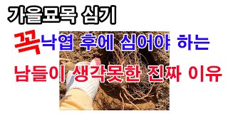 가을 묘목 심기. 꼭 낙엽 후에 심어야 하는, 남들이 생각못한 진짜 이유 (나무 심는 방법, 가을 과수 심기…