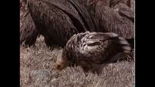 BUITRES DEL SERENGETI