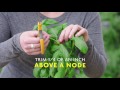 How To Harvest Basil