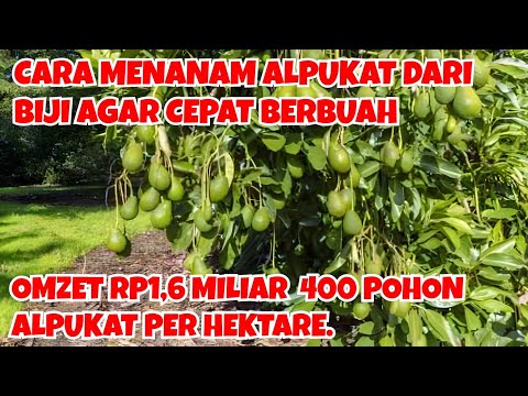 CARA MENANAM ALPUKAT DARI BIJI AGAR CEPAT BERBUAH, OMZET RP1,6 M 400 POHON ALPUKAT PER HEKTAR