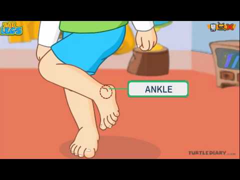 Learn the Parts of the Body - THE LEG - COOL Science for Kids
