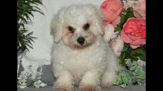 Video preview image #1 Bichon Frise Puppy For Sale in RISING SUN, MD, USA