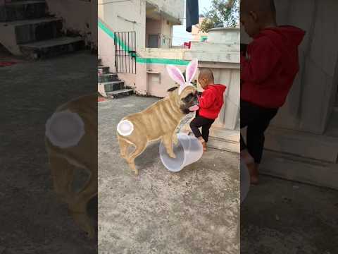 Funny dog dance video 🐕🐕😂😂😅#shortsfeed