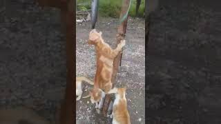 Download lagu panjat pinang kucing makan ikan lele mp3 Download lagu panjat pinang kucing makan ikan lele mp3