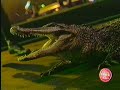 Ringling Brothers And Barnum Bailey Circus New Orleans Arena Aired 7 21 03