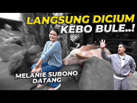 AKHIRNYA MELANIE SUBONO DATANG KE DEHAKIMS..!
