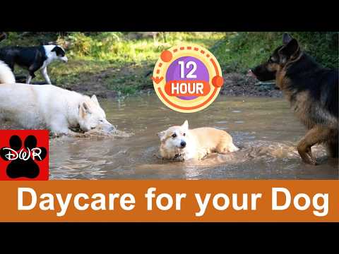 Daycare for your dog 🐶🐕🐩  Keep your dog busy while you are away or entertained while you cuddle