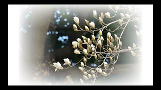 気品あふれる香り：ハクモクレン