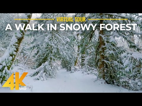 (4K UHD) Walking in a Snowy Forest - Crunching Snow Sounds for Relaxation 9 HOURS