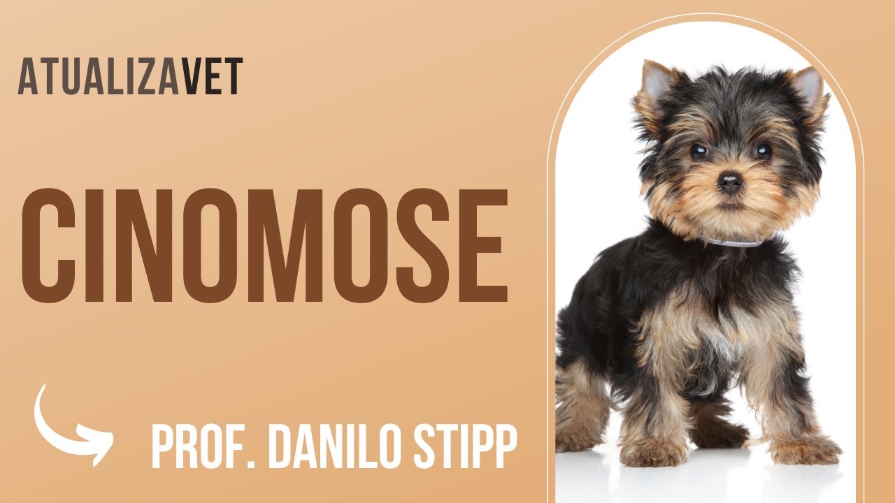 Cinomose - AtualizaVet