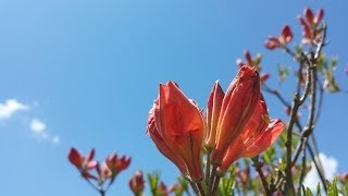 湯の丸山　～中央分水嶺から頂上へ～