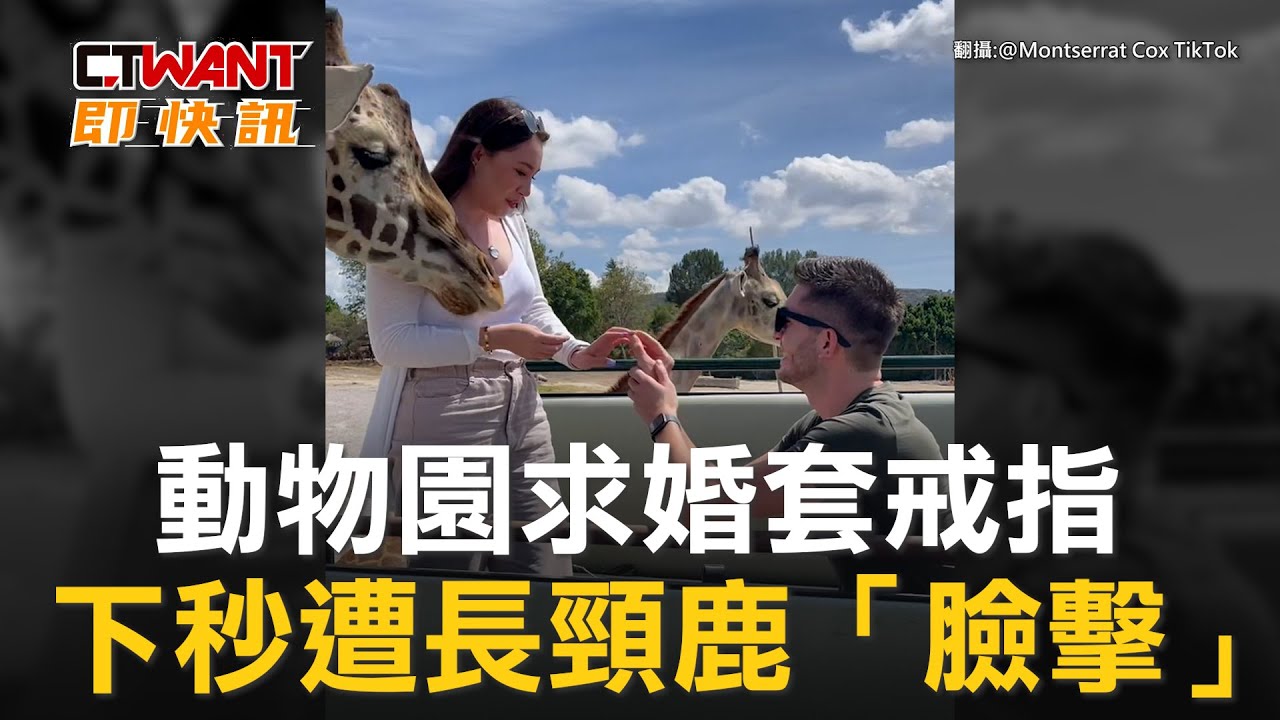 圖說-動物園求婚套戒指　下秒遭長頸鹿「臉擊」