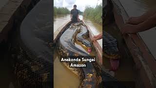 Download lagu Merinding...😱 Inilah penunggu Sungai Amazon. #shorts #shortsfeed #amazon #sungaiamazon mp3