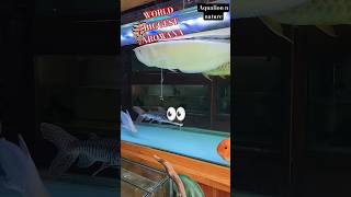 Download lagu world biggest albino arowana mp3