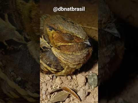 Bacurau - Água limpa de Goiás - GO