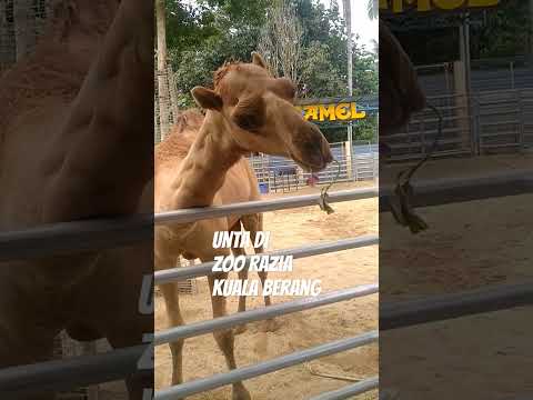 Camel in the house zoo razia(kualaberang)