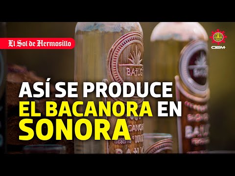 Así es como se produce el bacanora tradicional de Sonora
