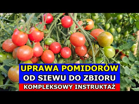 , title : 'Jak uprawiać Pomidory OD SIEWU DO ZBIORU - Kompleksowy Instruktaż Uprawa Pomidorów.'