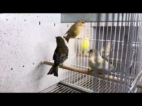 European greenfinch mutations.  Cage breed US
