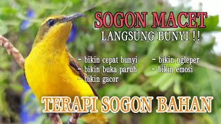 Download lagu terapi sogon macet bunyi jadi langsung bunyi #terapisogonagarbunyi mp3