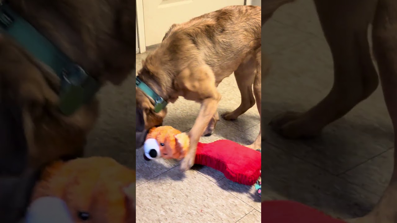 Enlarge Pop Rocks, a Adoptable Mixed Breed in Decatur, GA video 6/6