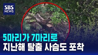 5마리가 7마리로..지난해 탈출 사슴도 포착 / SBS