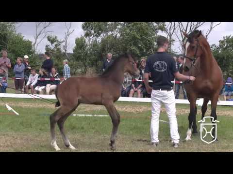 Holsteiner Fohlenchampionat 2016 - Föhr - Siegerhengstring
