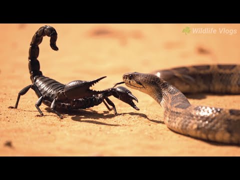 Deadly Duel in the Desert – Snake vs Scorpion Battle